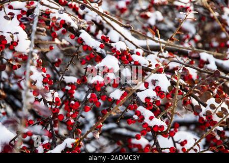 Gefrorene rote Beeren auf Zweige im Schnee während des Tages bedeckt bei sonnigem Wetter. Weihnachten und Neujahr Schnee im Garten. Rote Beeren von Weißdorn und Stockfoto