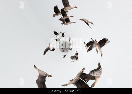 Saisonale Wanderungen von Vögeln Konzept. Im Mittelalter glaubte man, dass im Herbst Vögel in den Himmel fliegen (himmlische Paradies), die sich in einer Spirale Stockfoto