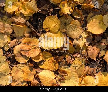 Flach trocknen orange Laub auf dem Boden im Herbst und Winter. Hintergrund der farbigen Nass herbstlicher Ahorn Blätter in einem Morgen Stockfoto