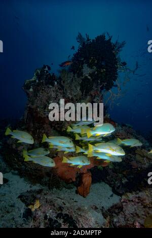 Raja Ampat Tropische Korallenriffe Indonesien Stockfoto