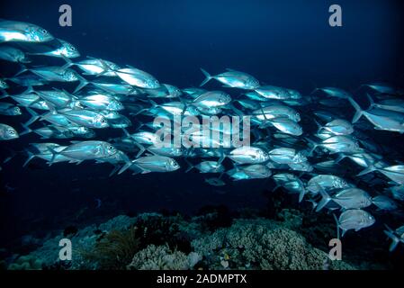 Makrelen Schule Raja Ampat Stockfoto