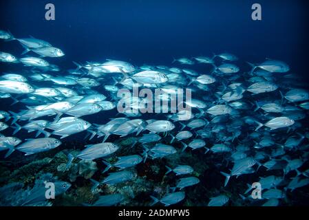 Makrelen Schule Raja Ampat Stockfoto