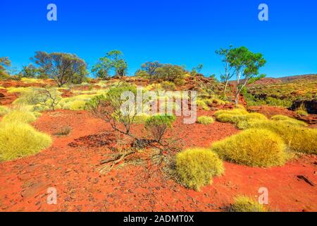 Finke Gorge National Park in Northern Territory, Australien Outback. Bush die Vegetation und die rote Wüste Sand am beliebten Trekking Arankaia Spaziergang Stockfoto