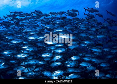 BigEye Trevally Caranx sexfasciatus Stockfoto