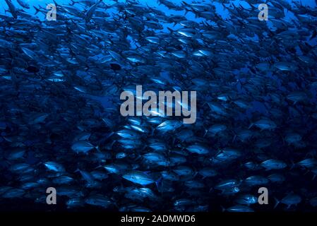 BigEye Trevally Caranx sexfasciatus Stockfoto