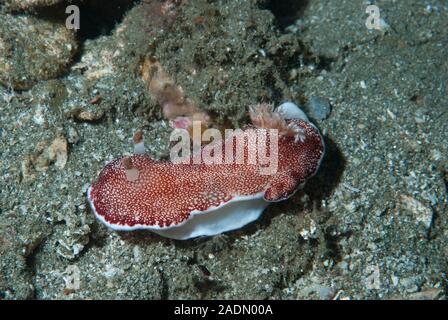 Doris reticulatus, Nacktschnecke Stockfoto