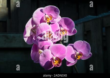 Schönen lila, lila Orchidee - phalaenopsis Blumen auf einem dunklen Hintergrund Stockfoto