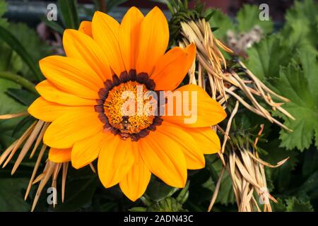 Eine Biene sitzt auf einem einzigen großen gelben Gazania oder Schatz Blume in voller Blüte, Gazania rigens. Stockfoto