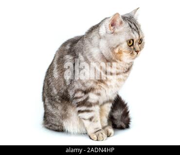 Schöne gestreifte Katze sitzt auf weißem Hintergrund Stockfoto
