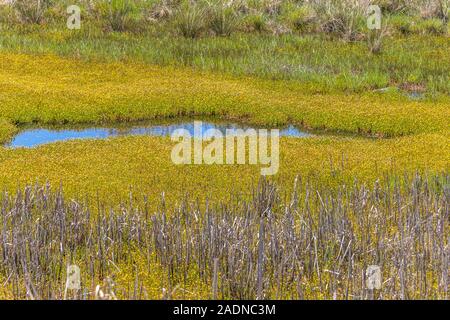 Blumen in Feuchtgebiete im Küstenbereich, Te Awanga, Hawkes Bay Stockfoto