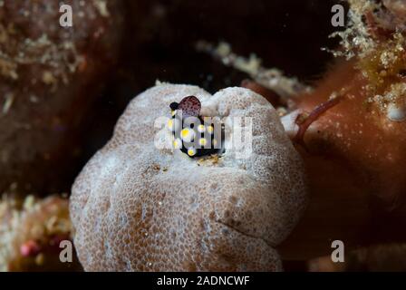 Juvenile Ovula ovum, Cowry Stockfoto