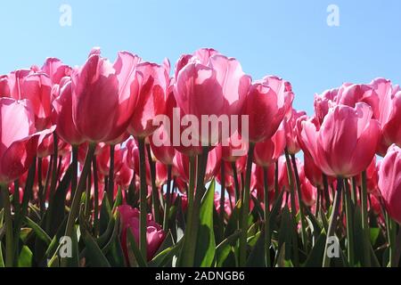 Nahaufnahme von einem Feld von rot lila Tulpen Stockfoto