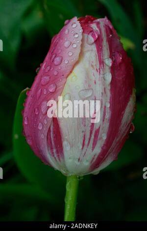 Tulip oder Tulipa. Nahaufnahme der Seitenansicht der Blume mit Regentropfen geschlossen, Farbe rosa und weißen Blüten. Stockfoto