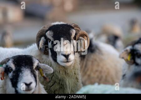 Swaledale ram mit einem Horn mit einer Herde Schafe in einer kalten, frostigen Morgen, North Yorkshire UK Stockfoto