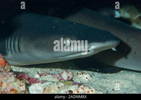 Schwarzspitzen Shark Carcharhinus limbatus Stockfoto