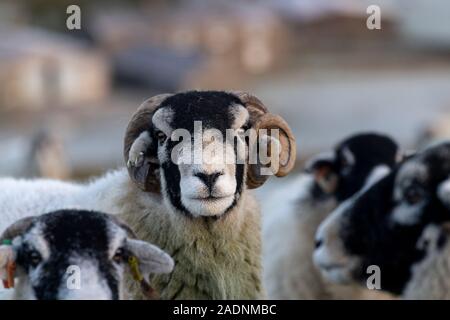 Swaledale ram mit einem Horn mit einer Herde Schafe in einer kalten, frostigen Morgen, North Yorkshire UK Stockfoto