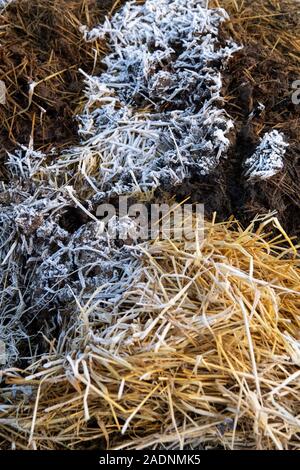 Stapel von Verrottetem Pferdemist in einem Stall, auf den Feldern zu verteilen, um Gras wachsen wird. North Yorkshire, UK. Stockfoto