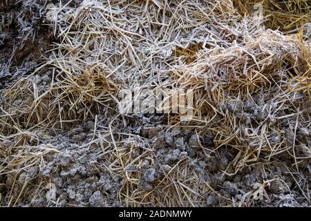 Stapel von Verrottetem Pferdemist in einem Stall, auf den Feldern zu verteilen, um Gras wachsen wird. North Yorkshire, UK. Stockfoto