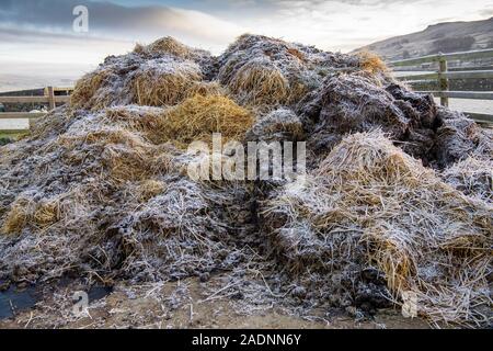 Stapel von Verrottetem Pferdemist in einem Stall, auf den Feldern zu verteilen, um Gras wachsen wird. North Yorkshire, UK. Stockfoto