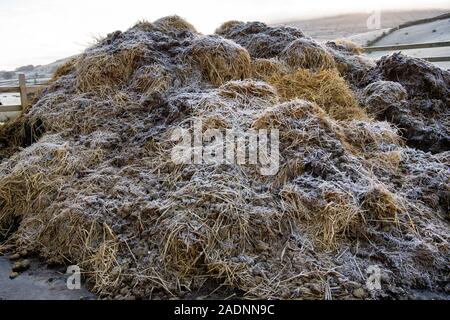 Stapel von Verrottetem Pferdemist in einem Stall, auf den Feldern zu verteilen, um Gras wachsen wird. North Yorkshire, UK. Stockfoto