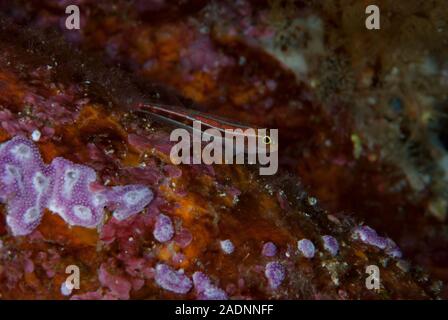 Gestreifte Triplefin Helcogramma striatum Stockfoto