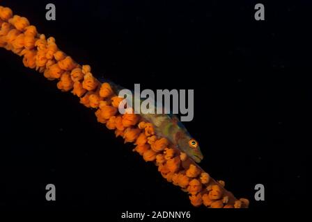 Wire Coral Grundel Bryaninops yongei Stockfoto