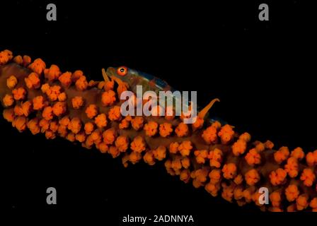 Wire Coral Grundel Bryaninops yongei Stockfoto