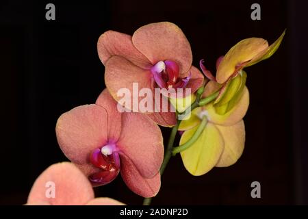 Orchid oder Orchidaceae. Nahaufnahme von zwei hellen orange Blumen mit lila in der Mitte. Stockfoto