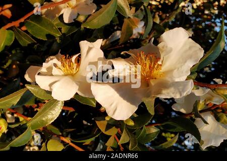 Zwei weiße Blüten von Camellia sasanqua im Herbst, der teilweise durch den Nachmittag Sonne beleuchtet Stockfoto