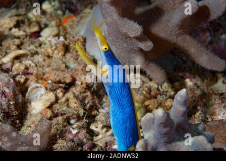Blue Ribbon Eel Rhinomuraena quaesita Stockfoto