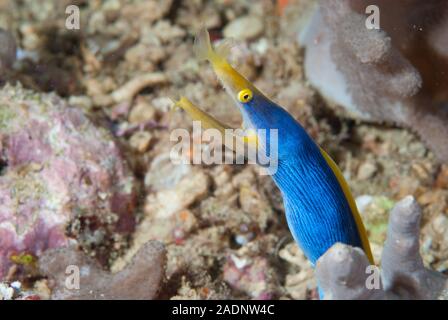 Blue Ribbon Eel Rhinomuraena quaesita Stockfoto