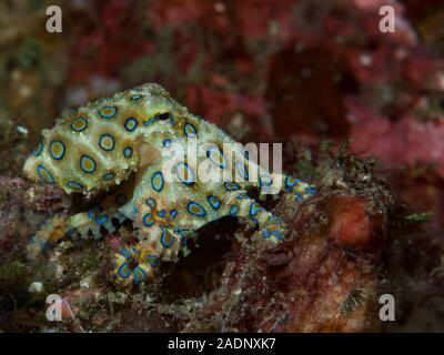 Blue-ringed Octopus Hapalochlaena lunulata Stockfoto