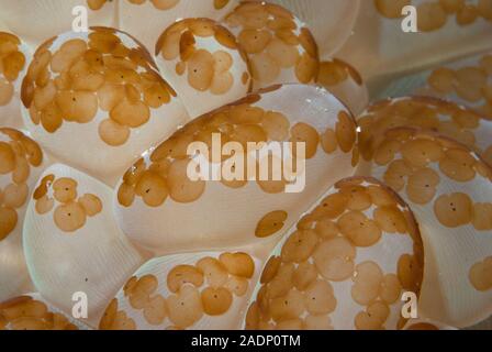 Acoel Plattwürmer (Waminoa sp) auf Polypen von Bubble Coral (Plerogyra sinuosa) Indonesien. Stockfoto