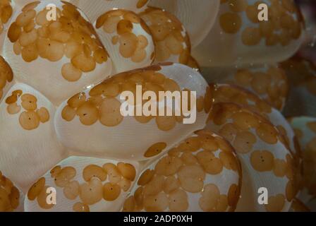 Acoel Plattwürmer (Waminoa sp) auf Polypen von Bubble Coral (Plerogyra sinuosa) Indonesien. Stockfoto