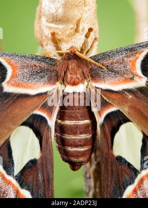 Ein Makro Bild eines Jugendlichen Atlas Moth (Attacus Atlas) kürzlich aus seinem Kokon, saß auf einem Ast vor einem grünen Hintergrund. Stockfoto