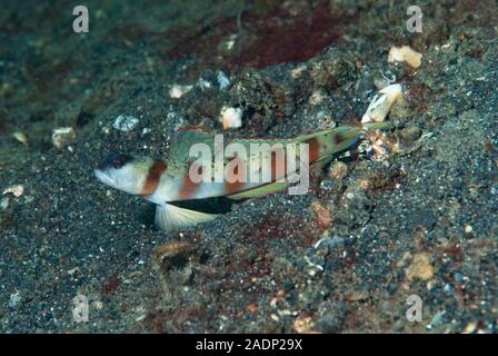 Maskierte Shrimp-Goby gymnocephala Amblyeleotris Stockfoto