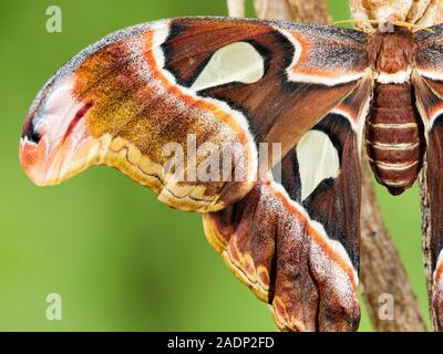 Ein Makro Bild eines Jugendlichen Atlas Moth (Attacus Atlas) kürzlich aus seinem Kokon, saß auf einem Ast vor einem grünen Hintergrund. Stockfoto