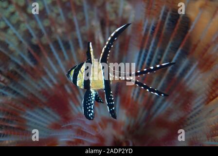 Banggai Kardinalbarschen Pterapogon kauderni Stockfoto