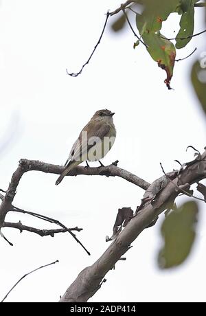 Lemon-bellied Flyrobin (Microeca flavigaster) Erwachsene auf die toten Zweig Varirata National Park gehockt, Papua-Neuguinea Juni Stockfoto