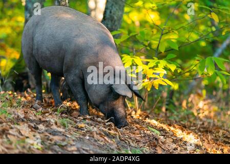 Freiheit Schwein essen in das Feld Stockfoto