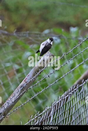 Torrent Flyrobin (Monachella muelleriana) Erwachsene auf die zaunpfosten kratzen Mount Hagen, Papua-Neuguinea Juli gehockt Stockfoto