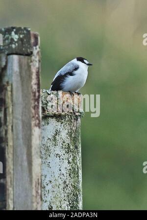 Torrent Flyrobin (Monachella muelleriana) Erwachsenen auf Zaun post Mount Hagen, Papua-Neuguinea Juli gehockt Stockfoto