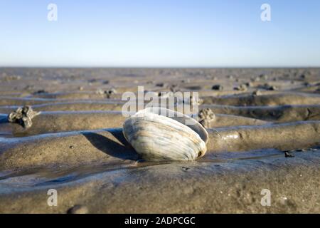 Sand Gaper im Wattenmeer in Cuxhaven, Deutschland Stockfoto