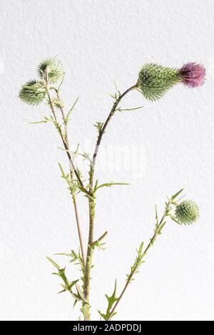 Isolierte cirsium Blüten und Blätter auf weißem Hintergrund Stockfoto
