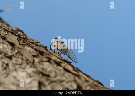 Zikade auf einem Zweig von Pine Le Gaou Provence Frankreich Stockfoto