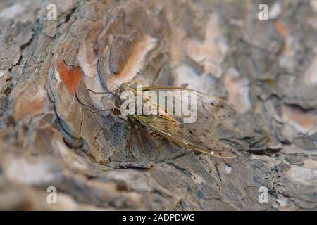 Zikade auf einem Zweig von Pine Le Gaou Provence Frankreich Stockfoto