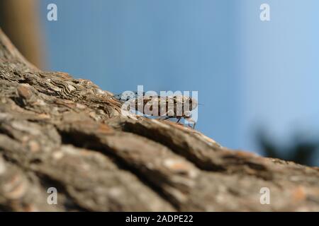 Zikade auf einem Zweig von Pine Le Gaou Provence Frankreich Stockfoto