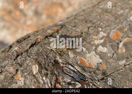 Zikade auf einem Zweig von Pine Le Gaou Provence Frankreich Stockfoto