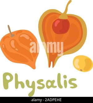Kap physalis Früchte Symbol, Obst mit Schale. Physalis alkekengi, Blase, Kirsche, Japanische Laterne, Erdbeere groundcherry, chinesische Laterne oder Winter Stock Vektor