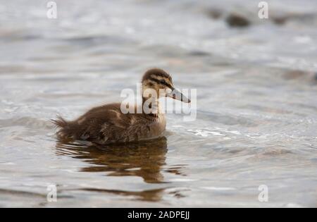 Stockente, Anas platyrhynchos, Single Entlein schwimmen auf dem Wasser. Lochindorb, Schottland, Großbritannien. Stockfoto